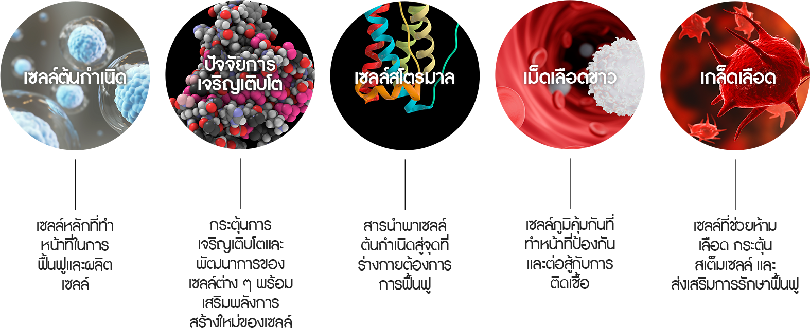 5가지 필수 재생세포 이식